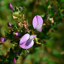 Lade das Bild in den Galerie-Viewer, Dornige Hauhechel Ononis spinosa
