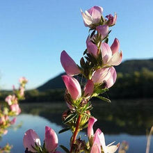 Lade das Bild in den Galerie-Viewer, Dornige Hauhechel Ononis spinosa