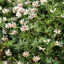 Lade das Bild in den Galerie-Viewer, Seiden-Backenklee (Dorycnium germanicum)