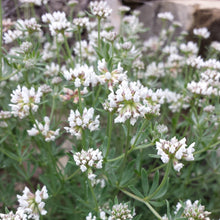 Lade das Bild in den Galerie-Viewer, Seiden-Backenklee (Dorycnium germanicum)