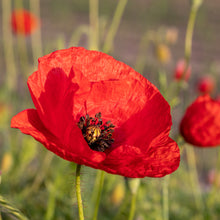 Lade das Bild in den Galerie-Viewer, Klatschmohn (Papaver rhoeas)