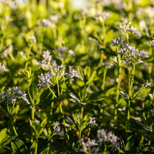 Lade das Bild in den Galerie-Viewer, Wald-Labkraut (Galium sylvaticum)
