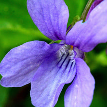 Lade das Bild in den Galerie-Viewer, Duft-Veilchen (Viola odorata)