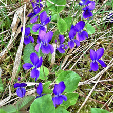Lade das Bild in den Galerie-Viewer, Duft-Veilchen (Viola odorata)