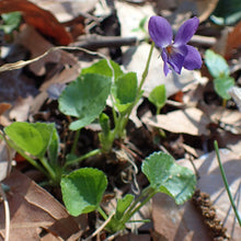 Lade das Bild in den Galerie-Viewer, Duft-Veilchen (Viola odorata)