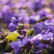 Lade das Bild in den Galerie-Viewer, Duft-Veilchen (Viola odorata)