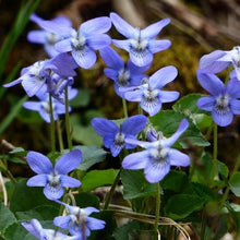 Lade das Bild in den Galerie-Viewer, Duft-Veilchen (Viola odorata)