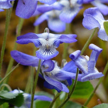 Lade das Bild in den Galerie-Viewer, Duft-Veilchen (Viola odorata)