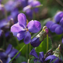 Lade das Bild in den Galerie-Viewer, Duft-Veilchen (Viola odorata)