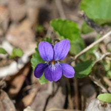 Lade das Bild in den Galerie-Viewer, Duft-Veilchen (Viola odorata)
