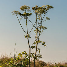 Lade das Bild in den Galerie-Viewer, Echte Engelwurz (Angelica archangelica)