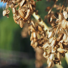 Lade das Bild in den Galerie-Viewer, Echte Engelwurz (Angelica archangelica)