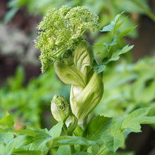 Lade das Bild in den Galerie-Viewer, Echte Engelwurz (Angelica archangelica)