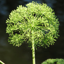 Lade das Bild in den Galerie-Viewer, Echte Engelwurz (Angelica archangelica)