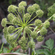Lade das Bild in den Galerie-Viewer, Echte Engelwurz (Angelica archangelica)