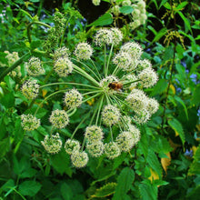 Lade das Bild in den Galerie-Viewer, Echte Engelwurz (Angelica archangelica)