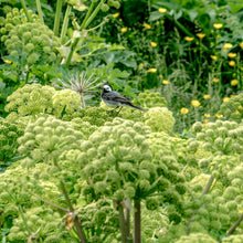 Lade das Bild in den Galerie-Viewer, Echte Engelwurz (Angelica archangelica)
