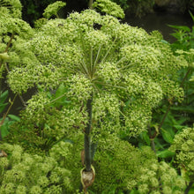 Lade das Bild in den Galerie-Viewer, Echte Engelwurz (Angelica archangelica)