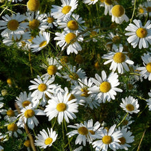 Lade das Bild in den Galerie-Viewer, Echte Kamille (Matricaria chamomilla)