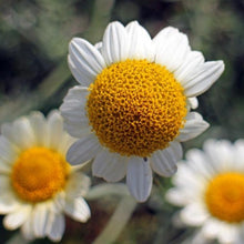Lade das Bild in den Galerie-Viewer, Echte Kamille (Matricaria chamomilla)