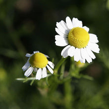 Lade das Bild in den Galerie-Viewer, Echte Kamille (Matricaria chamomilla)