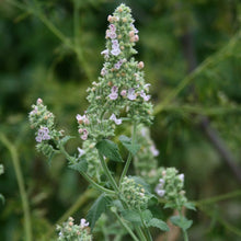 Lade das Bild in den Galerie-Viewer, Echte Katzenminze (Nepeta cataria)