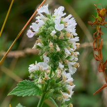 Lade das Bild in den Galerie-Viewer, Echte Katzenminze (Nepeta cataria)
