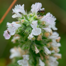 Lade das Bild in den Galerie-Viewer, Echte Katzenminze (Nepeta cataria)