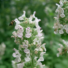 Lade das Bild in den Galerie-Viewer, Echte Katzenminze (Nepeta cataria)