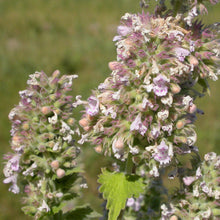 Lade das Bild in den Galerie-Viewer, Echte Katzenminze (Nepeta cataria)