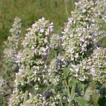 Lade das Bild in den Galerie-Viewer, Echte Katzenminze (Nepeta cataria)