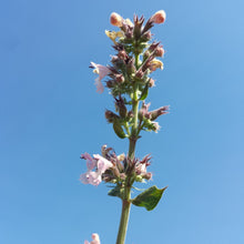 Lade das Bild in den Galerie-Viewer, Echte Katzenminze (Nepeta cataria)