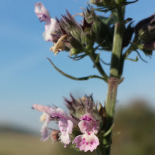 Lade das Bild in den Galerie-Viewer, Echte Katzenminze (Nepeta cataria)