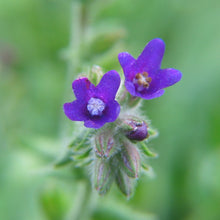 Lade das Bild in den Galerie-Viewer, Echte Ochsenzunge (Anchusa officinalis)