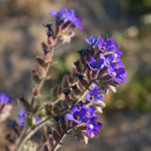 Lade das Bild in den Galerie-Viewer, Echte Ochsenzunge (Anchusa officinalis)