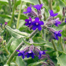Lade das Bild in den Galerie-Viewer, Echte Ochsenzunge (Anchusa officinalis)