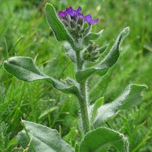 Lade das Bild in den Galerie-Viewer, Echte Ochsenzunge (Anchusa officinalis)