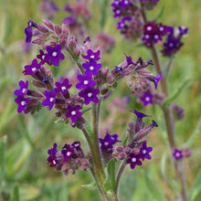 Lade das Bild in den Galerie-Viewer, Echte Ochsenzunge (Anchusa officinalis)