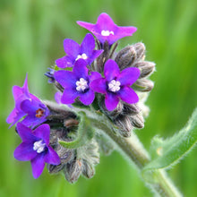 Lade das Bild in den Galerie-Viewer, Echte Ochsenzunge (Anchusa officinalis)