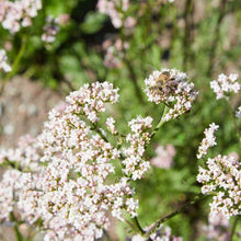 Lade das Bild in den Galerie-Viewer, Echter Baldrian (Valeriana officinalis)