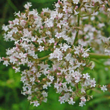 Lade das Bild in den Galerie-Viewer, Echter Baldrian (Valeriana officinalis)