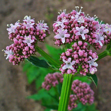 Lade das Bild in den Galerie-Viewer, Echter Baldrian (Valeriana officinalis)