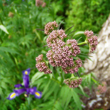 Lade das Bild in den Galerie-Viewer, Echter Baldrian (Valeriana officinalis)
