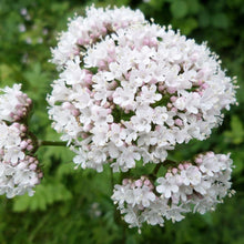 Lade das Bild in den Galerie-Viewer, Echter Baldrian (Valeriana officinalis)