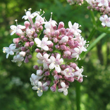 Lade das Bild in den Galerie-Viewer, Echter Baldrian (Valeriana officinalis)