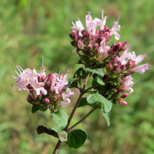 Lade das Bild in den Galerie-Viewer, Echter Dost (Origanum vulgare)