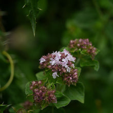 Lade das Bild in den Galerie-Viewer, Echter Dost (Origanum vulgare)
