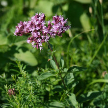 Lade das Bild in den Galerie-Viewer, Echter Dost (Origanum vulgare)