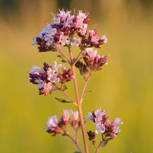 Lade das Bild in den Galerie-Viewer, Echter Dost (Origanum vulgare)
