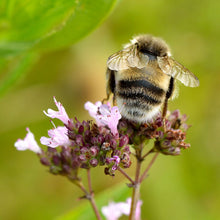 Lade das Bild in den Galerie-Viewer, Echter Dost (Origanum vulgare)